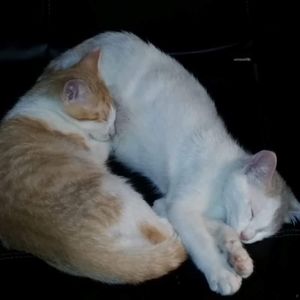 Meet your Posher, Stephen